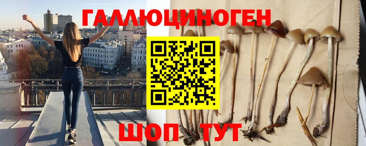 Псков  Галлюциногенные грибы Psilocybine cubensis  Вход с VPN 